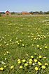 Field with dandelions