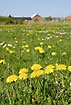 Field with dandelions