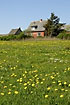 House at field with dandelions