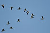 Barnacle geese in v-formation