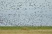 Huge flocks of geese in flight over the meadows of Mandoe