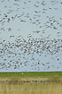 Huge flocks of geese in flight over the meadows of Mandoe