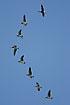 Barnacle geese in flight formation