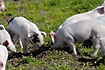 Piglets with snouts in the ground - natural behaviour of freeland pigs