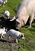 Pigs with snouts in the ground - natural behaviour of freeland pigs