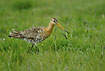 Black-tailed Godwit on meadow
