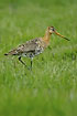Black-tailed Godwit on meadow