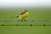 Yellow wagtail on barbed wire