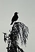 Silhouette of a blackbird