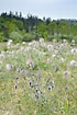 Pulsatilla pratensis covering the grassland