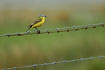 Yellow Wagtail on barbed wire