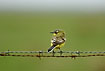 Yellow Wagtail on barbed wire