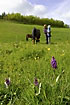 Child with horses on a meadow with orchids
