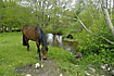Horse grazing at stream