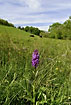 Western Marsh-orchid on horse grasses meadow