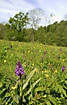 Meadow with orchids