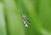 Scorpion fly catched in spider web