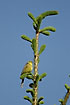 Yellowhammer in tree top