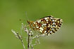 Photo ofSmall Pearl-bordered Fritillary (Clossiana selene). Photographer: 