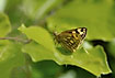 Northern Chequered Skipper female on beech leaves