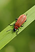 A shining red beetle on a green leaf