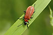 A shining red beetle on a green leaf