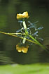 Red-eyed damselflies mating on yellow water lilies