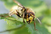 Queen of a fearsome large hornet showing jaws