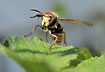 Queen of a fearsome large hornet getting ready to fly