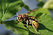 Queen of a fearsome large hornet