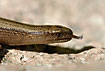 Slow worm tasting the air particles