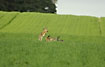 Spring hares playing in the field