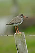 Common Redshank with waterdroplet