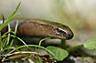 Slow worm sneaking through the grass