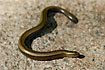 Slow worm on warm red rock