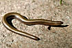 Slow worm on warm red rock