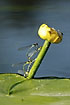 Red-eyed damselflies mating on yellow water lilies