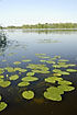 Photo ofYellow Water-Lily (Nuphar lutea). Photographer: 