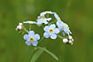 Beautiful forget-me-not