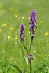 Western Marsh-orchid and buttercups