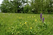Meadow with orchids