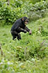 Young Chimp eating leaves