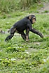 Photo ofChimpanzee (Pan troglodytes). Photographer: 