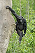 Chimpanzee hanging agile in the tree