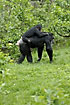 Chimpanzee young is carried by adult knuckle walking