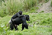 Chimpanzee young carried by adult knuckle walking