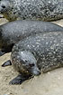 Common seals on sand