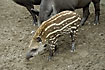 A young Tapir in camouflage colours
