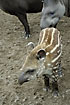 Foto af Lavlandstapir (Tapirus terrestris). Fotograf: 