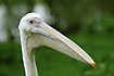 Photo ofWhite Pelican (Pelecanus onocrotalus). Photographer: 